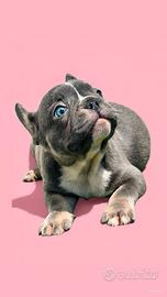 Bulldog francese