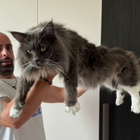 Maine con maschio per monta