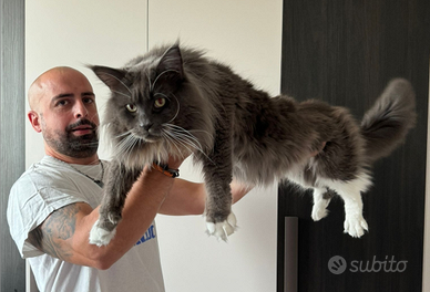 Maine con maschio per monta