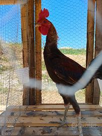Pulcini di galline