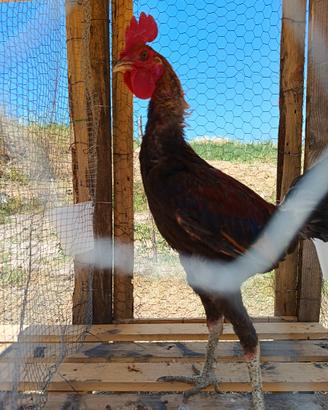 Pulcini di galline