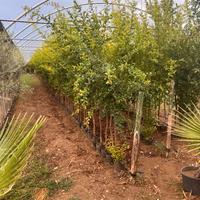 Meravigliose piante di melograno Molar dolce