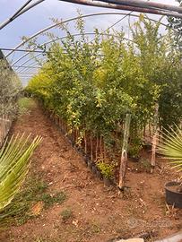 Meravigliose piante di melograno Molar dolce