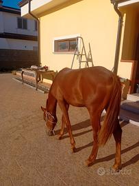 Cavallo