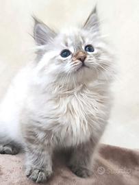 Gattina siberiana ipoallergenica