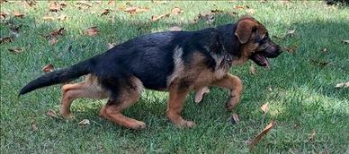 Cuccioli pastore tedesco