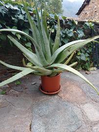 pianta aloe vera cm  100