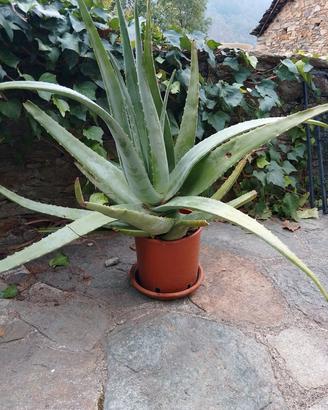 pianta aloe vera cm  100