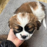 Cuccioli maschi di shitzu