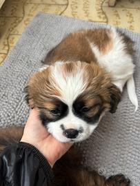 Cuccioli maschi di shitzu