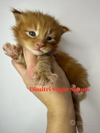 Cuccioli Maine coon