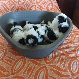 Cuccioli di Shih Tzu