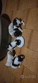 Cuccioli Breton