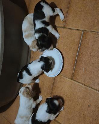 Cuccioli Breton
