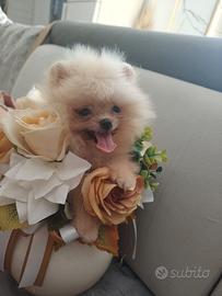 spitz pomerania