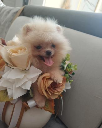 spitz pomerania