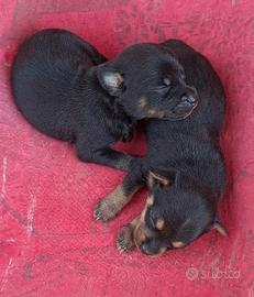 cani meticci