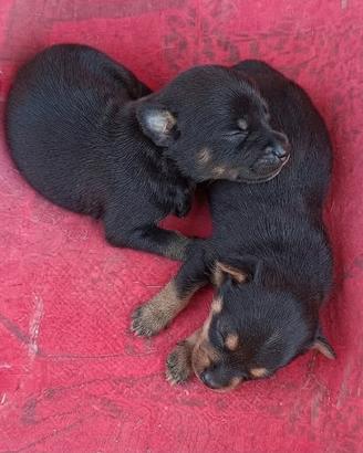 cani meticci