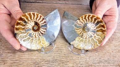 Grande ammonite fossile Nautilus Scheletro fossile