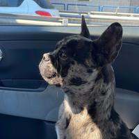 Bulldog Francese Per Monta