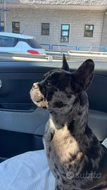 Bulldog Francese Per Monta
