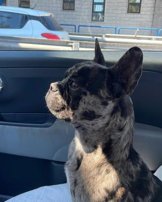 Bulldog Francese Per Monta