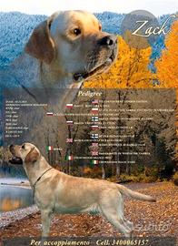 Stallone di Labrador Retriever per accoppiamento