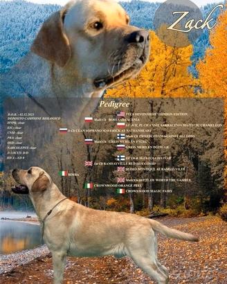 Stallone di Labrador Retriever per accoppiamento
