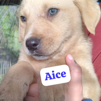 Cuccioli di tre mesi
