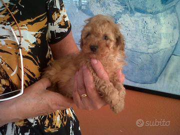 Barboncino nano fulvo