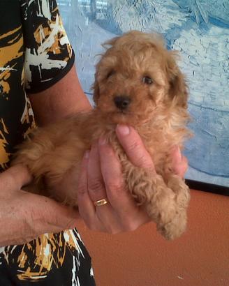 Barboncino nano fulvo