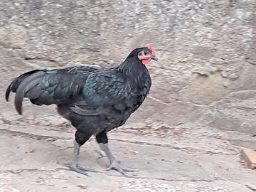 Galletto australorp