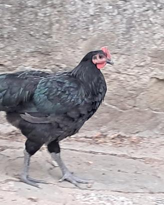 Galletto australorp