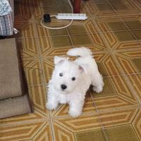 West highland white terrier