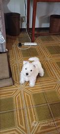 West highland white terrier