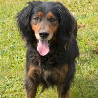 Ettore