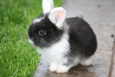 Cuccioli di coniglio ariete nano