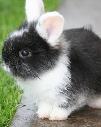 Cuccioli di coniglio ariete nano