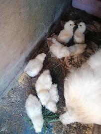 Galline pulcini