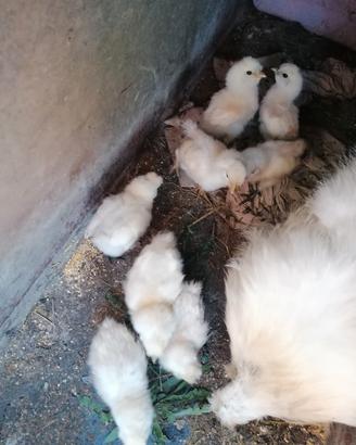 Galline pulcini