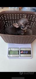 Chihuahua Toy