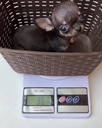 Chihuahua Toy