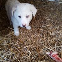 Cuccioli incrocio maremmano