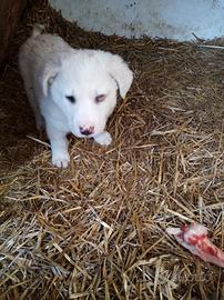 Cuccioli incrocio maremmano