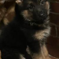 Cucciolo di Pastore Tedesco con Pedigree 500,00