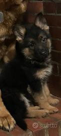 Cucciolo di Pastore Tedesco con Pedigree 500,00