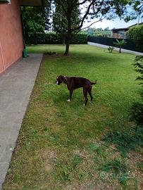 Cani maschio boxer