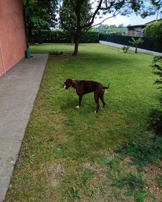 Cani maschio boxer