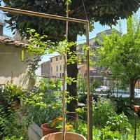 Ginko biloba albero