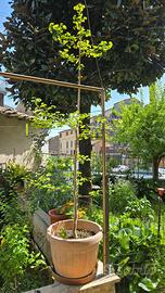 Ginko biloba albero